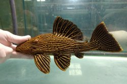 Panaque cf. armbrusteri`teles pires` - Click for species data page